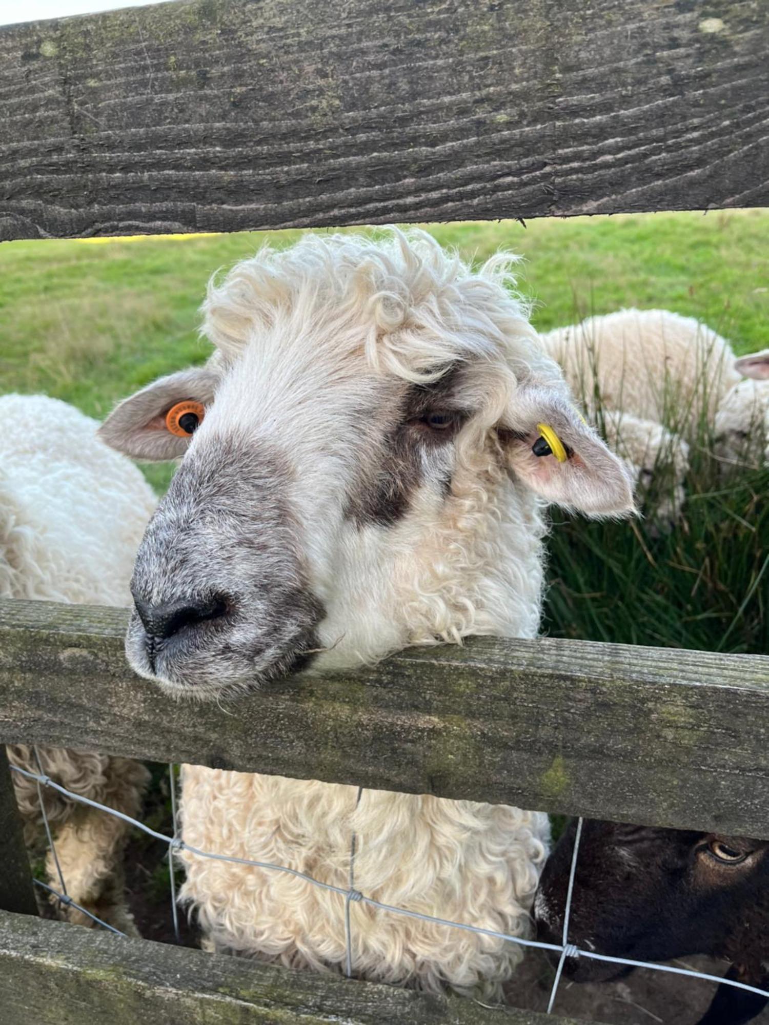 The Lambing Shed, Cornwall Altarnun Esterno foto